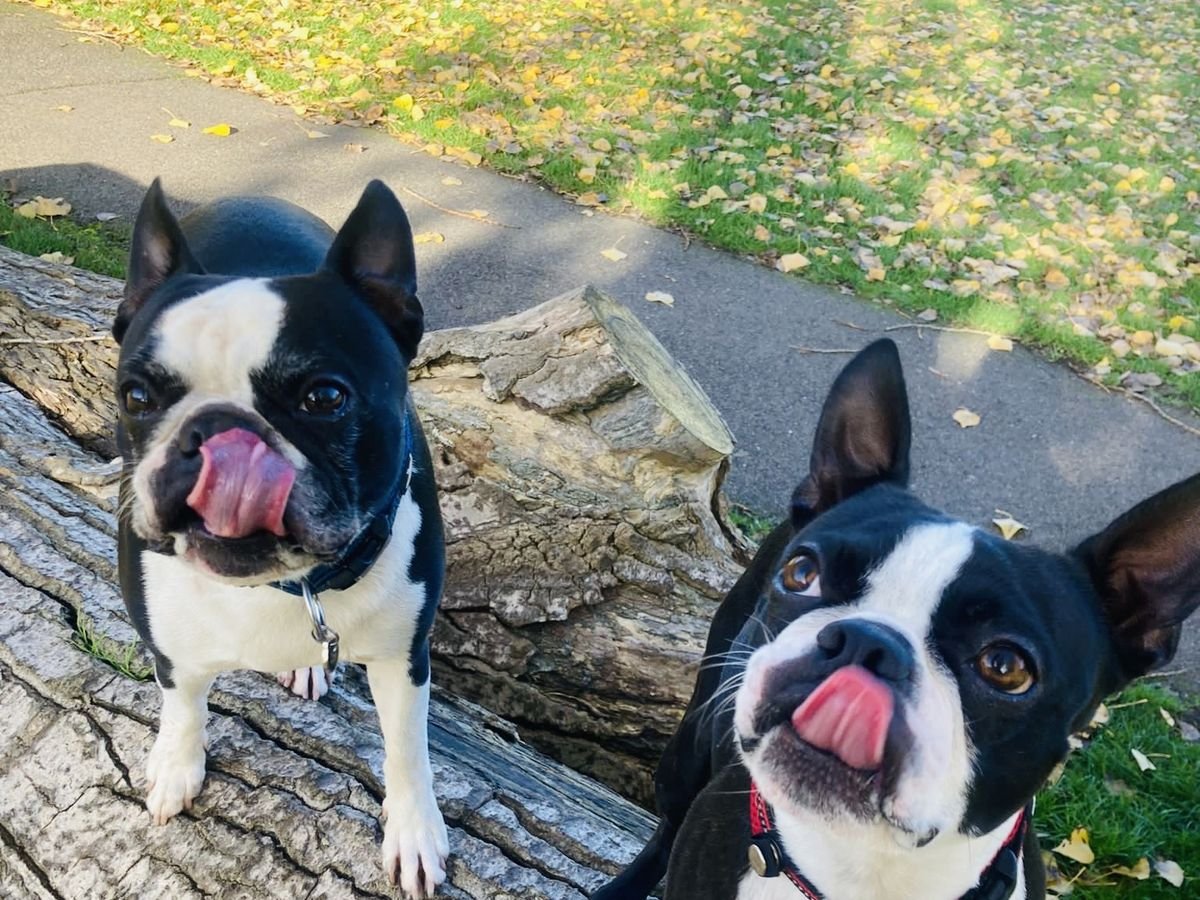 Alicia's two Boston terriers sitting on a log, tongues out